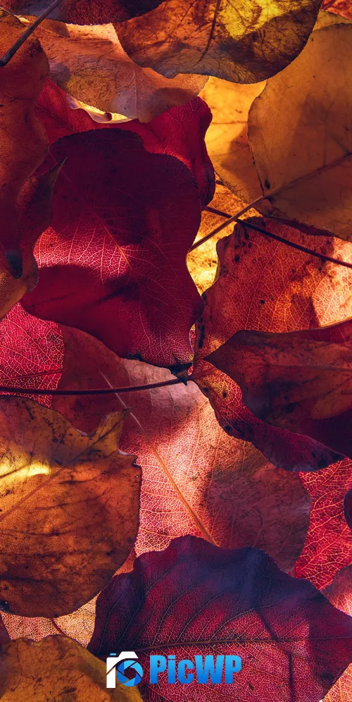 Maple leaves Autumn season 3K Mobile Wallpaper