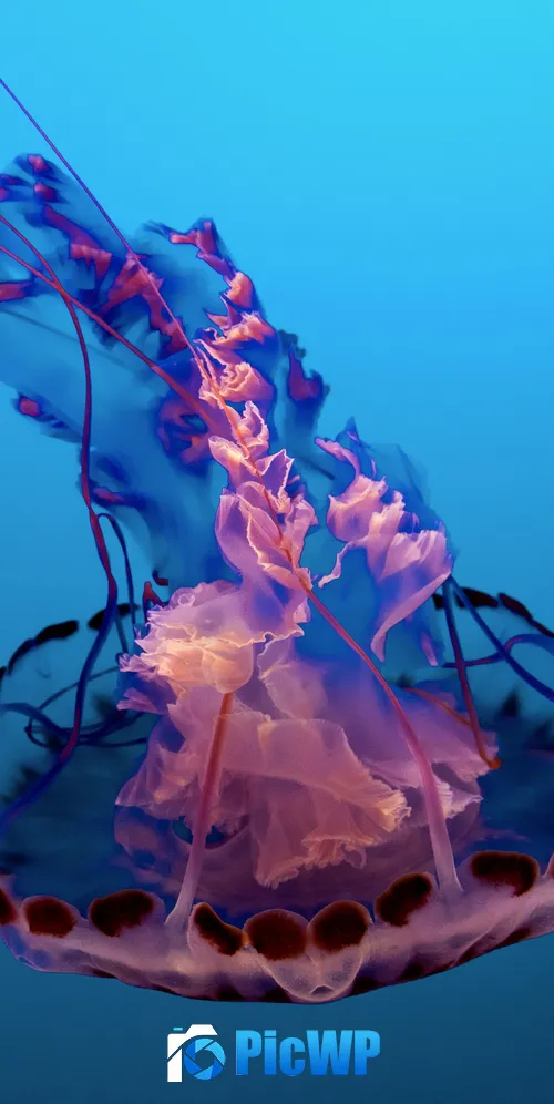 Jellyfish Pink 3K Mobile Wallpaper