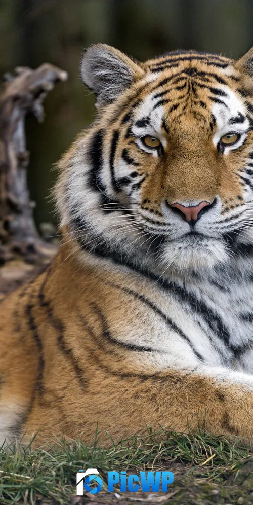 Siberian tigress Wild animal 3K Mobile Wallpaper