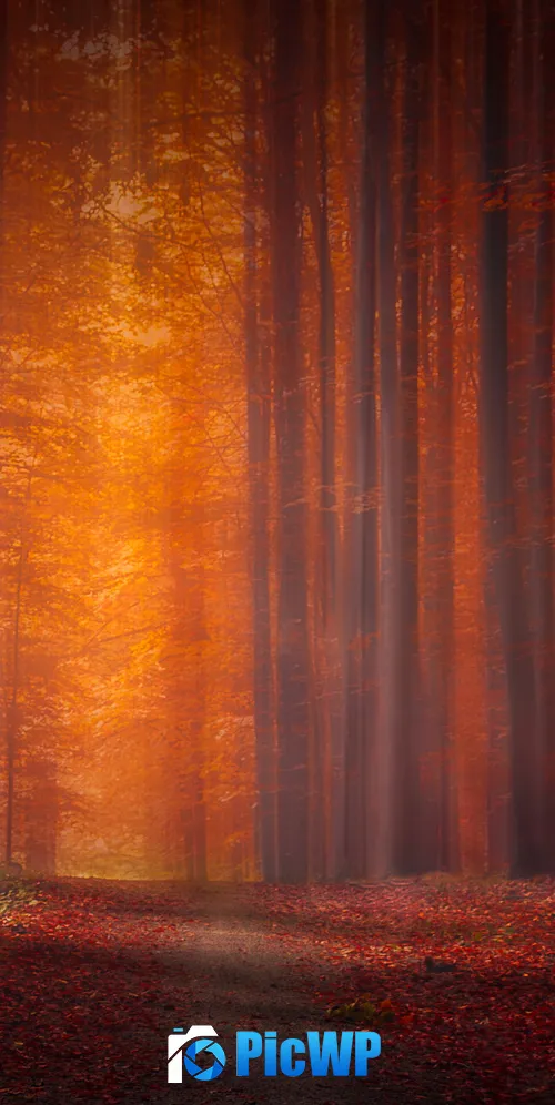 Autumn Forest Pathway 3K Mobile Wallpaper