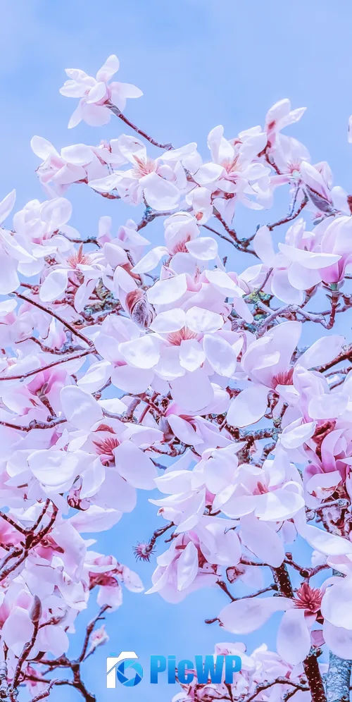 Magnolia Tulips Pink flowers 3K Mobile Wallpaper