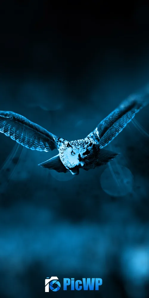 Owl Dark background 3K Mobile Wallpaper
