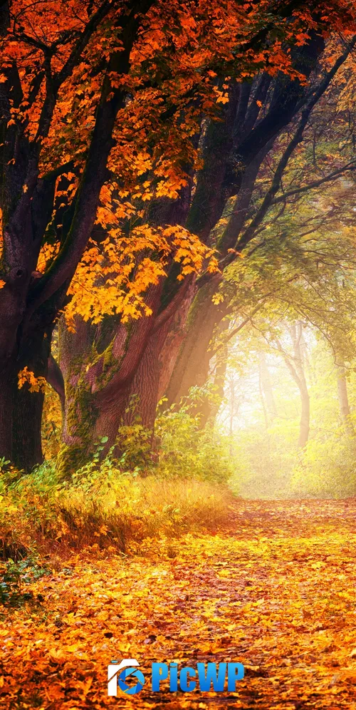 Forest Dirt road 3K Mobile Wallpaper