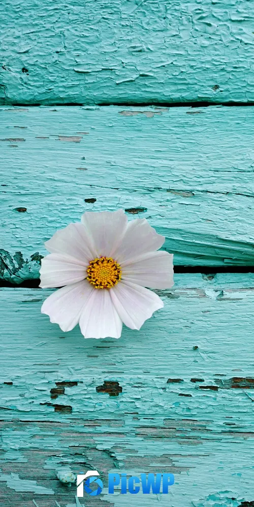 White flower Wooden background 3K Mobile Wallpaper