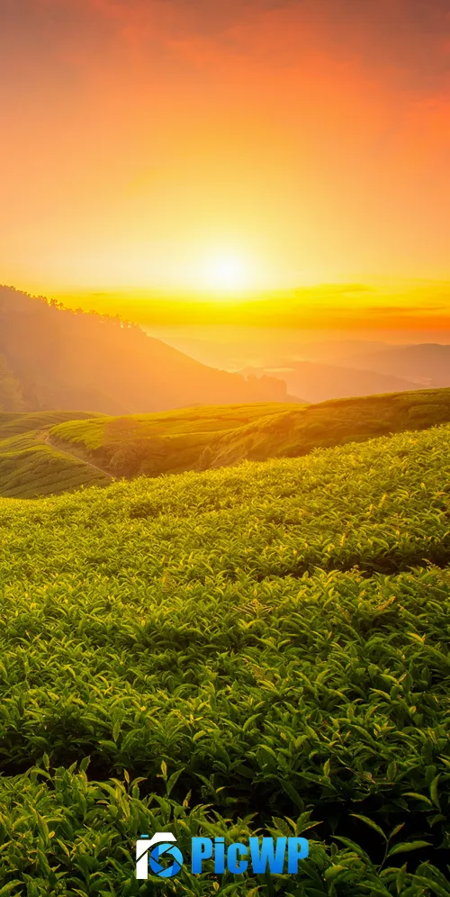 Tea form Cameron Highlands 3K Mobile Wallpaper