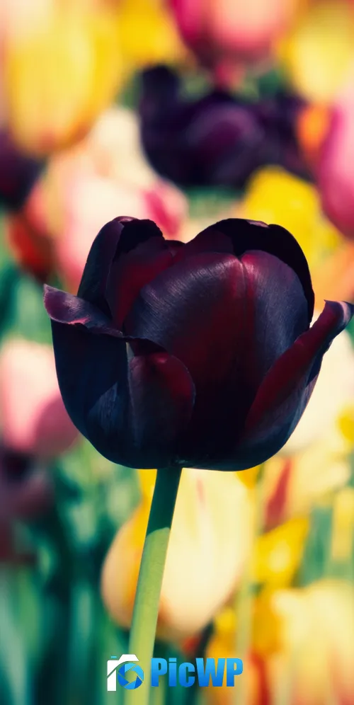 Tulip flowers Purple 3K Mobile Wallpaper