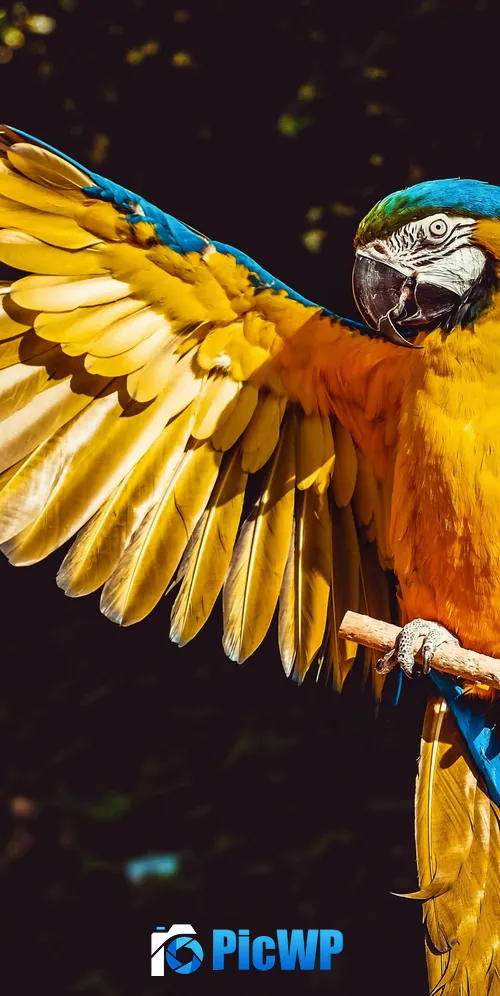 Yellow Macaw Bird 3K Mobile Wallpaper