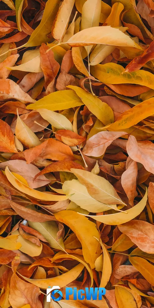 Leaves Fall Foliage 3K Mobile Wallpaper