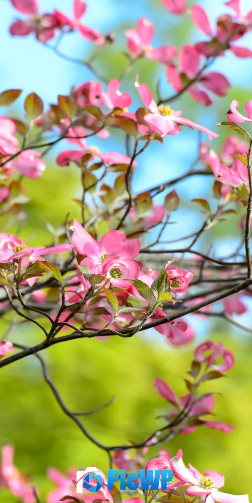 Pink flowers Spring 3K Mobile Wallpaper