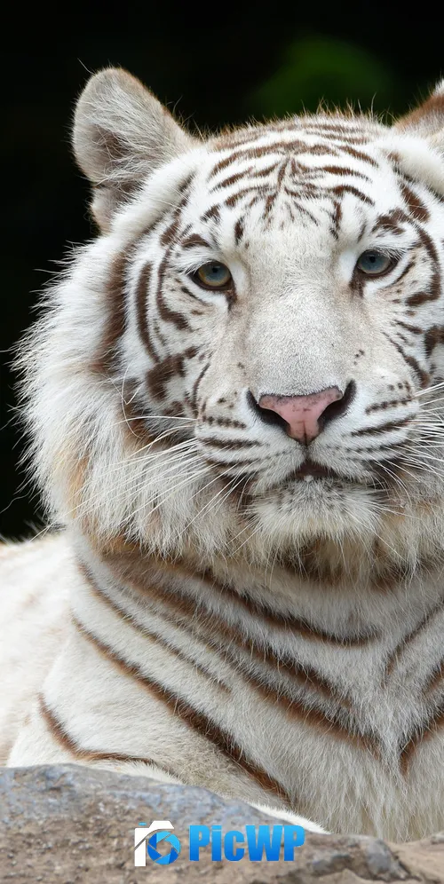 White tiger Siberian tiger 3K Mobile Wallpaper