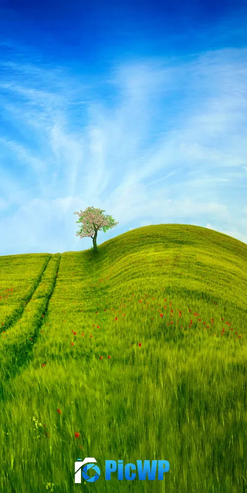 Grass Landscape Blue Sky 3K Mobile Wallpaper