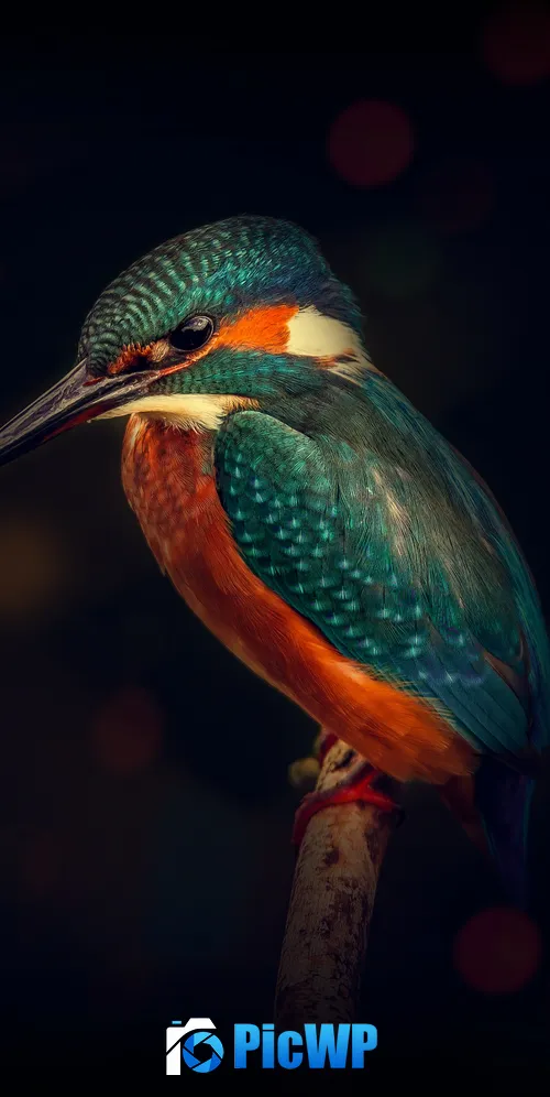Kingfisher Bird 3K Mobile Wallpaper