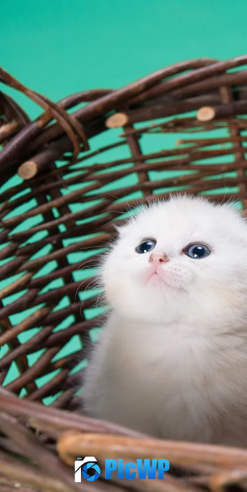 White cat Kitty 3K Mobile Wallpaper