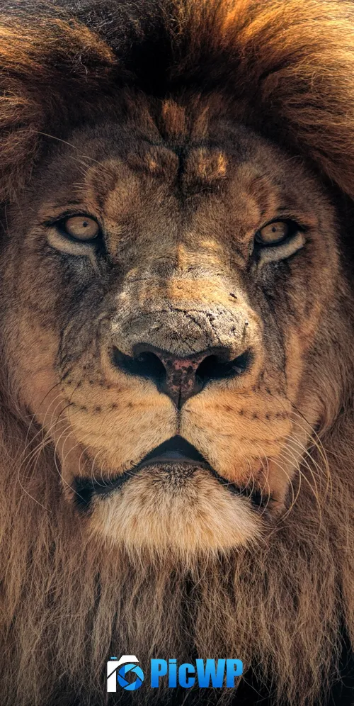 African Lion Wild animal 3K Mobile Wallpaper