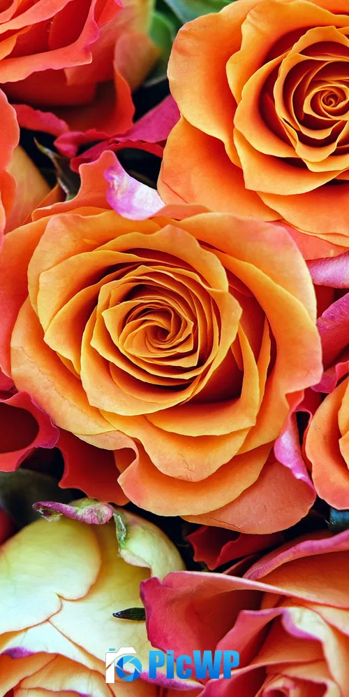 Rose flowers Orange flowers 3K Mobile Wallpaper