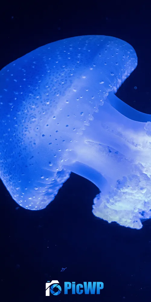 Glowing Jellyfish 3K Mobile Wallpaper