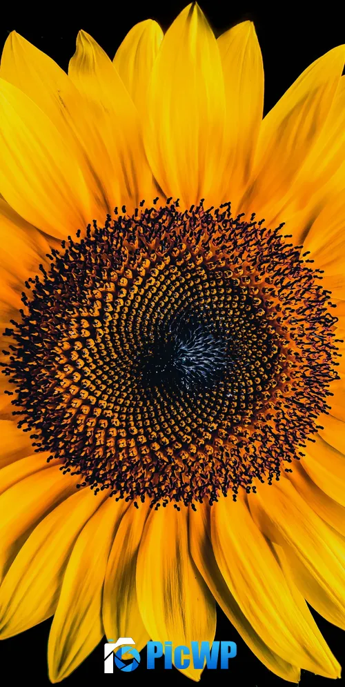 Sunflower AMOLED 3K Mobile Wallpaper