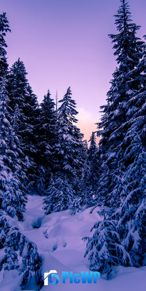 Pine trees Snow covered 3K Mobile Wallpaper