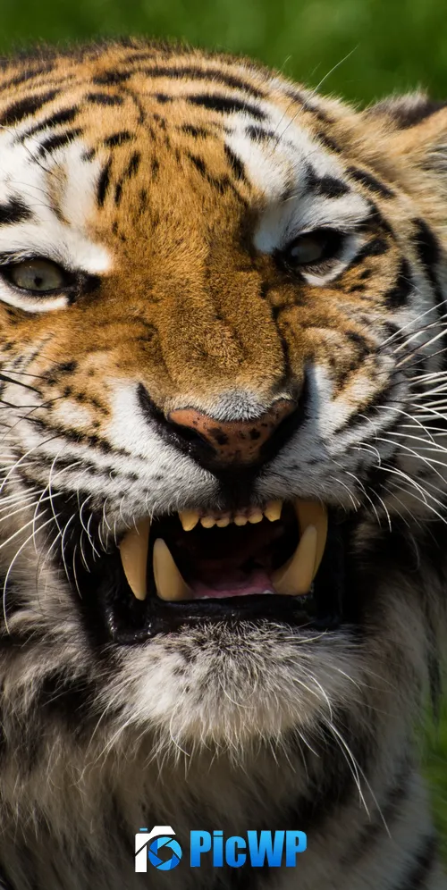 Tiger face Closeup 3K Mobile Wallpaper