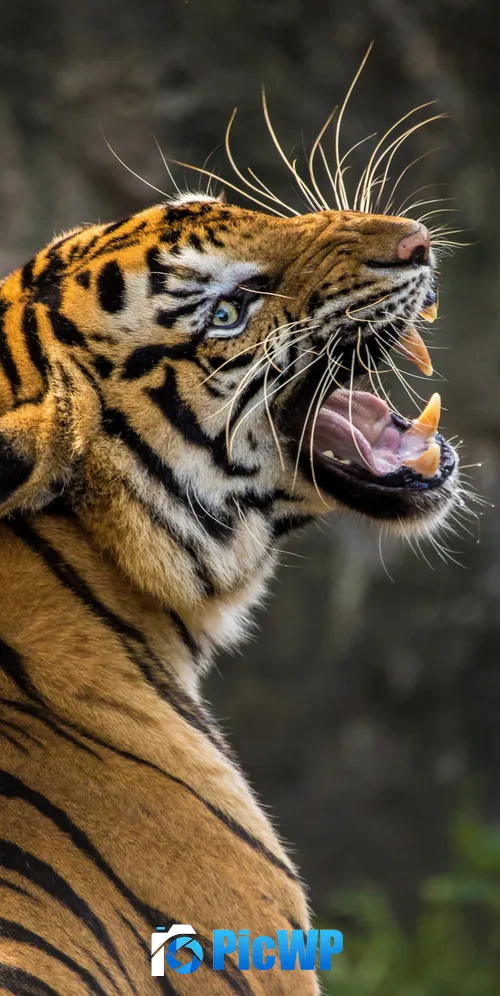 Bengal Tiger Roaring 3K Mobile Wallpaper