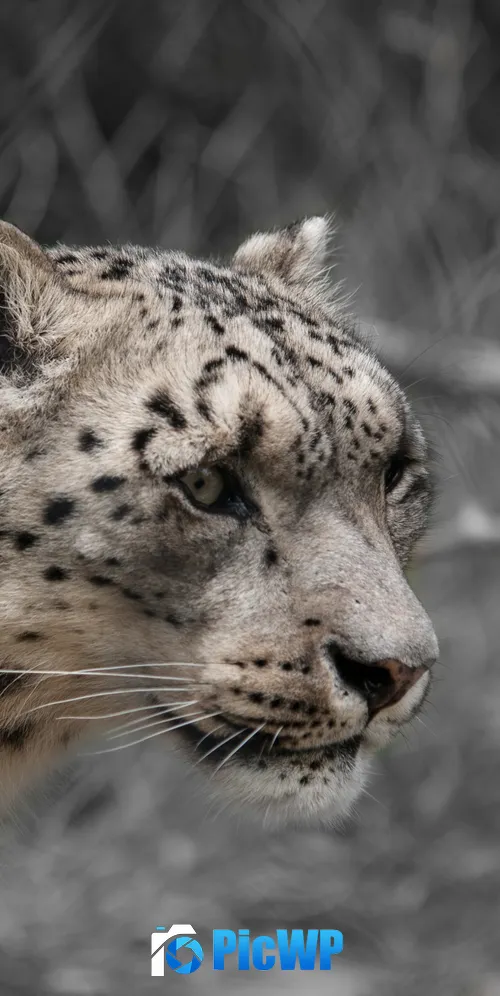 Snow leopard White 3K Mobile Wallpaper