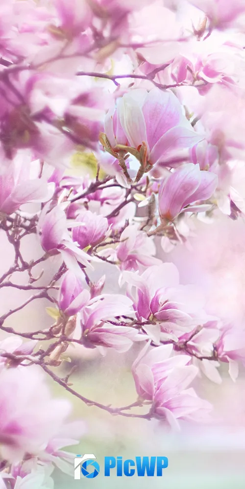 Magnolia flowers Blossom 3K Mobile Wallpaper