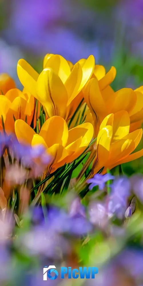 Saffron Flowers Yellow flowers 3K Mobile Wallpaper