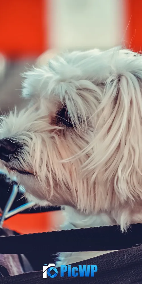 Maltese Dog White 3K Mobile Wallpaper