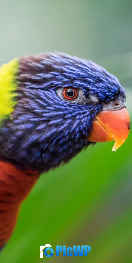 Rainbow Lorikeet Colorful 3K Mobile Wallpaper