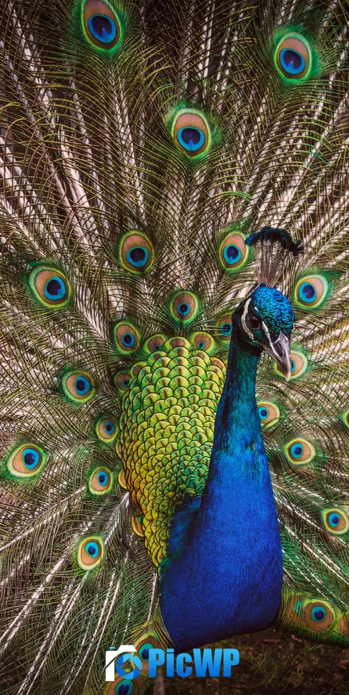Blue Peacock Peafowl 3K Mobile Wallpaper
