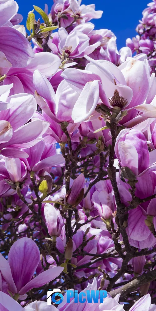 Magnolia flowers 3K Mobile Wallpaper