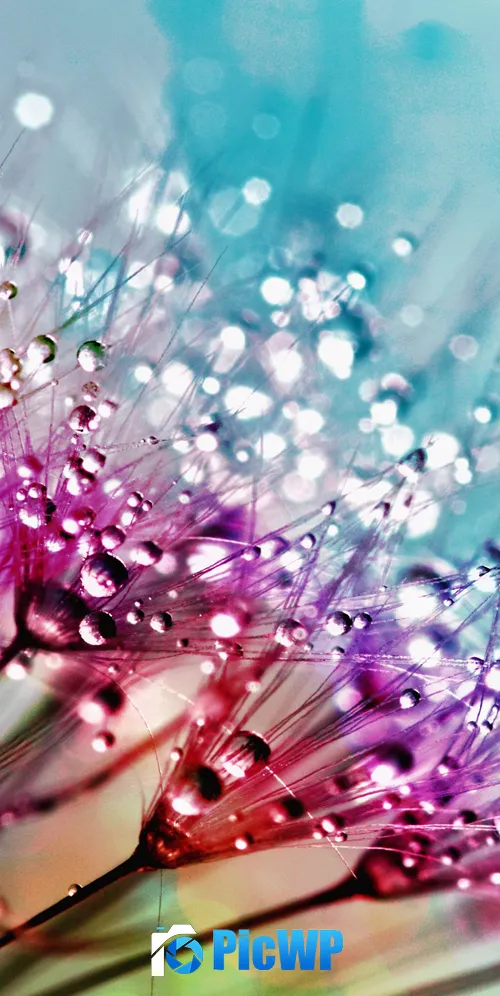 Dandelion flowers Multicolor 3K Mobile Wallpaper