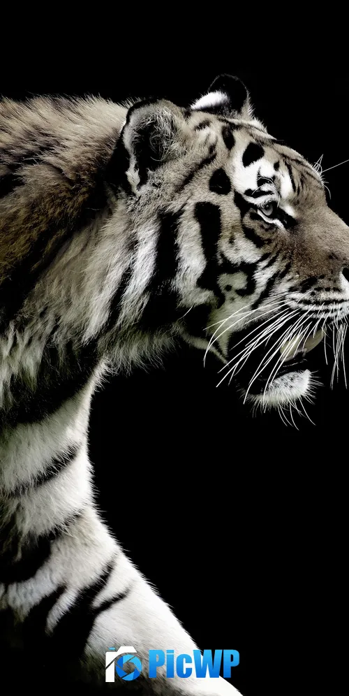 Tiger Brick wall 3K Mobile Wallpaper