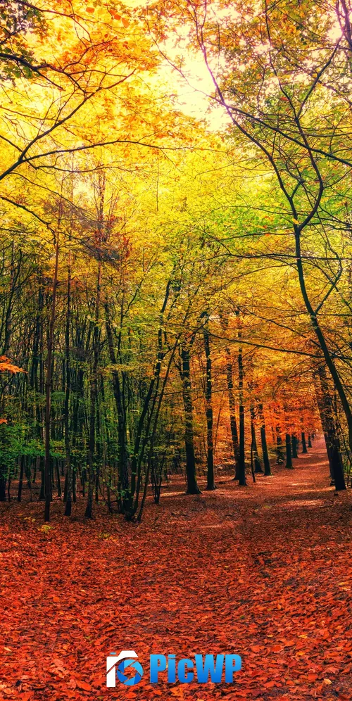 Forest Fall 3K Mobile Wallpaper