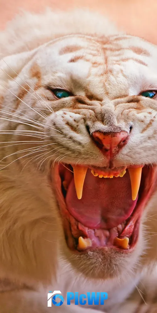 Roaring White tiger 3K Mobile Wallpaper