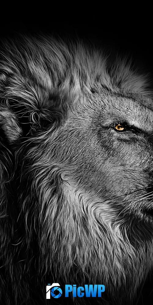 Lion African 3K Mobile Wallpaper