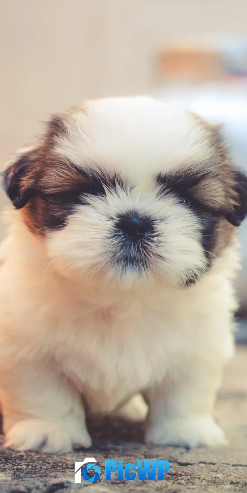 Cute puppies Saint Bernard 3K Mobile Wallpaper