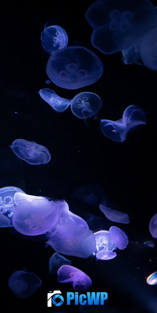 Jellyfishes 3K Mobile Wallpaper