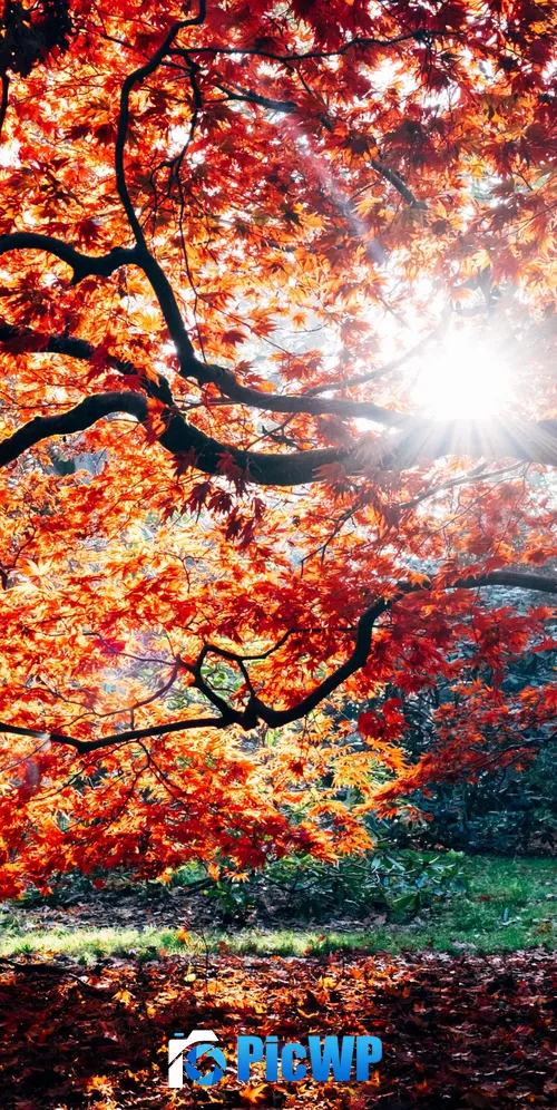 Autumn Fall 3K Mobile Wallpaper