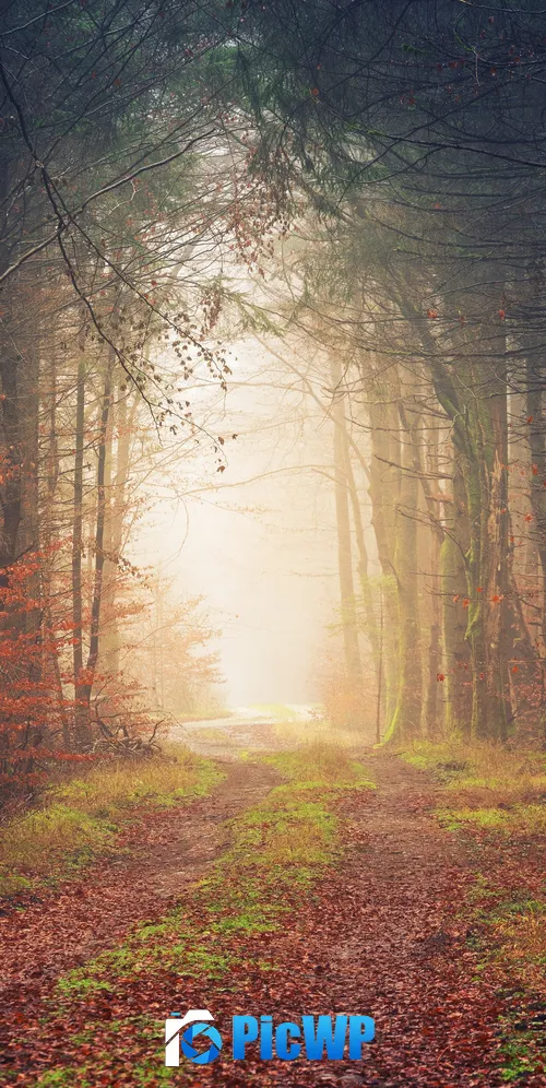 Autumn Atmosphere 3K Mobile Wallpaper
