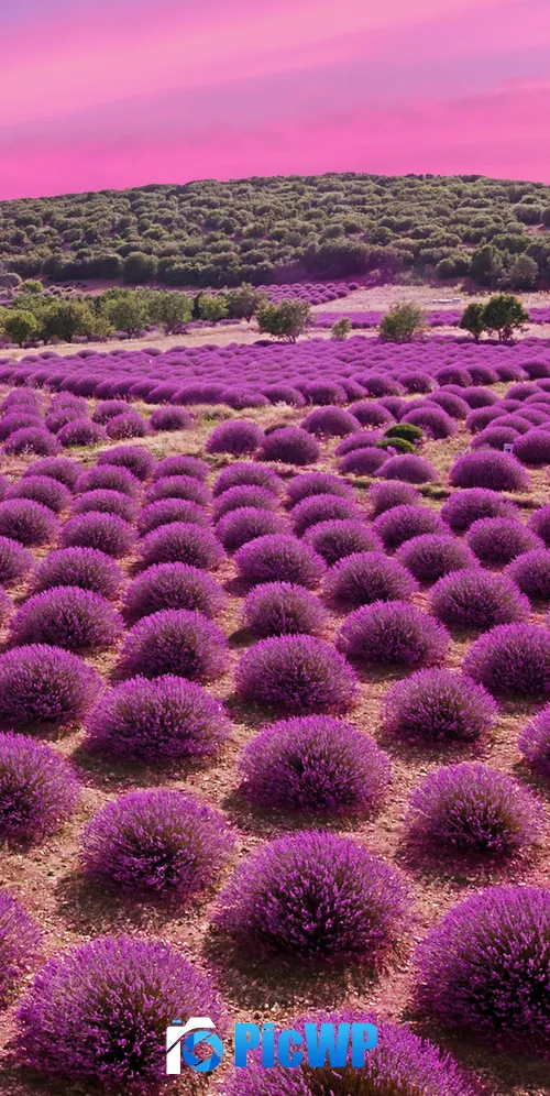 Lavender fields Landscape 3K Mobile Wallpaper