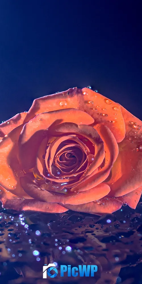 Orange Rose Droplets 3K Mobile Wallpaper