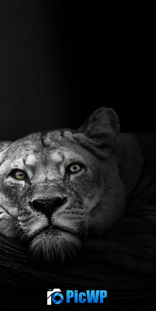 Lioness African 3K Mobile Wallpaper