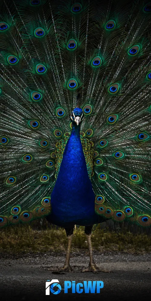 Peacock Peafowl 3K Mobile Wallpaper