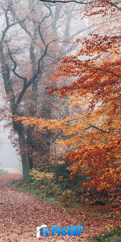 Autumn Forest 3K Mobile Wallpaper
