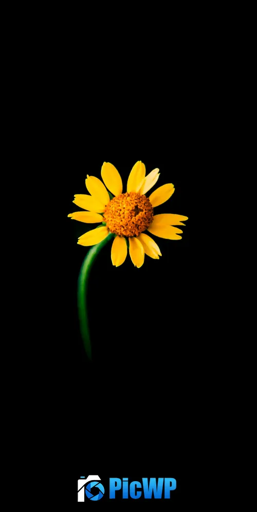 Sunflower Lonely 3K Mobile Wallpaper