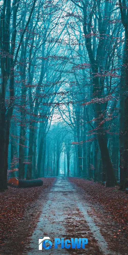 Fall Foliage Bare trees 3K Mobile Wallpaper