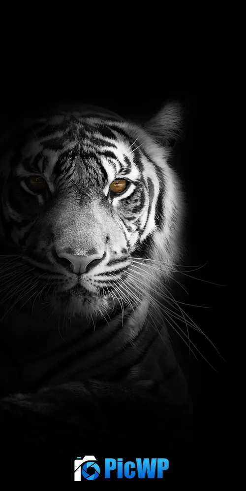 White tiger Dark aesthetic 3K Mobile Wallpaper