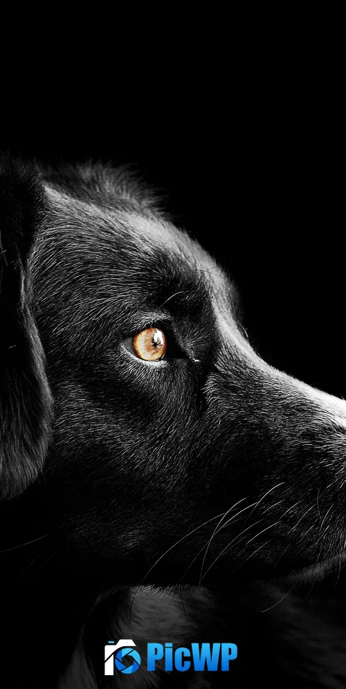 Black dog Cute puppies 3K Mobile Wallpaper