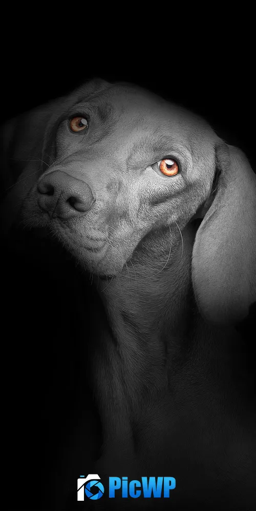 Black dog Black background 3K Mobile Wallpaper